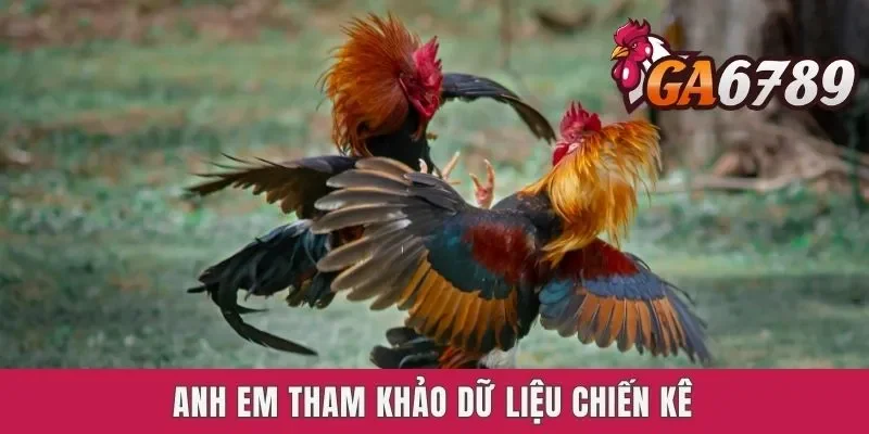 Anh em tham khảo dữ liệu chiến kê