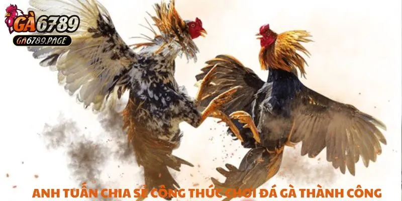 Anh Tuấn chia sẻ công thức chơi đá gà tại Ga6789 thành công