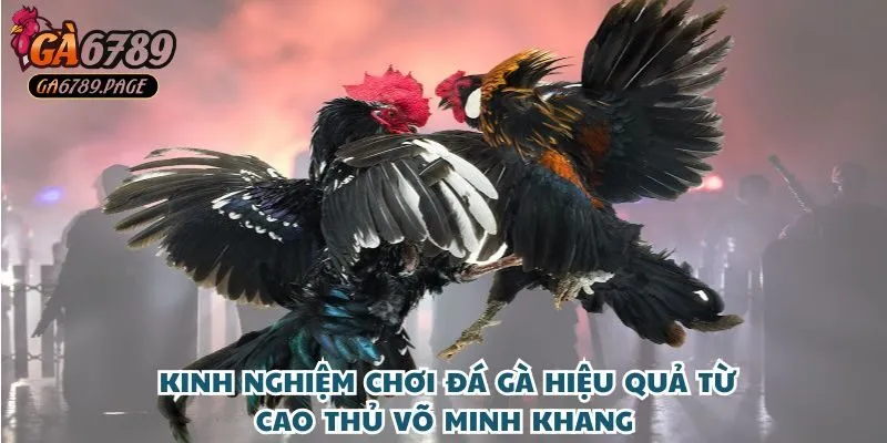 Bật mí kinh nghiệm chơi đá gà hiệu quả từ cao thủ Võ Minh Khang