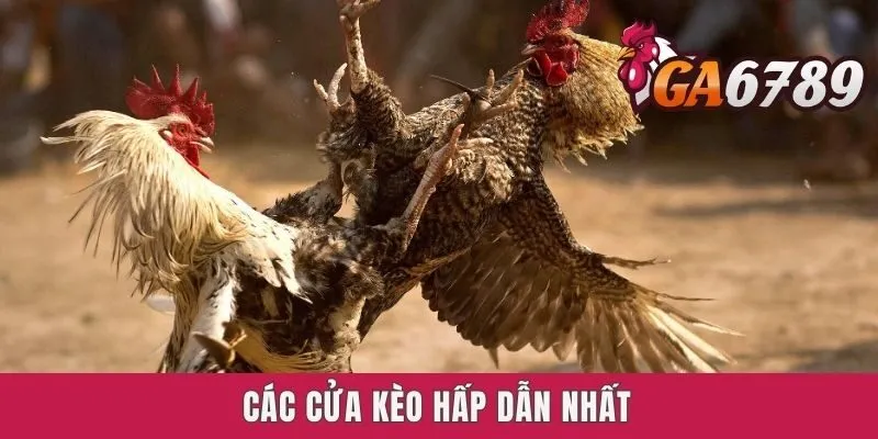 Các cửa kèo hấp dẫn nhất