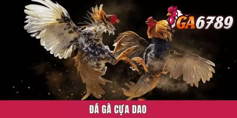 Đá Gà Cựa Dao - Loại Hình Giải Trí Kịch Tính Mọi Thời Đại