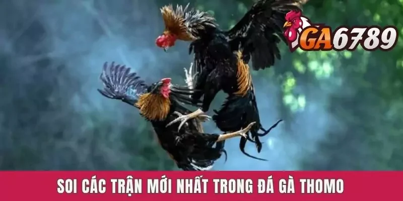 Soi các trận mới nhất trong đá gà Thomo
