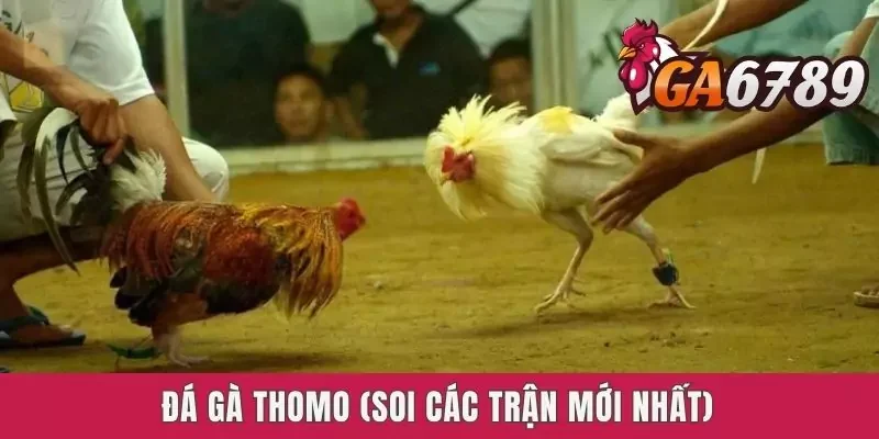 Soi Kèo Đá Gà Thomo - Hướng Dẫn Cực Chuẩn Cho Kê Thủ