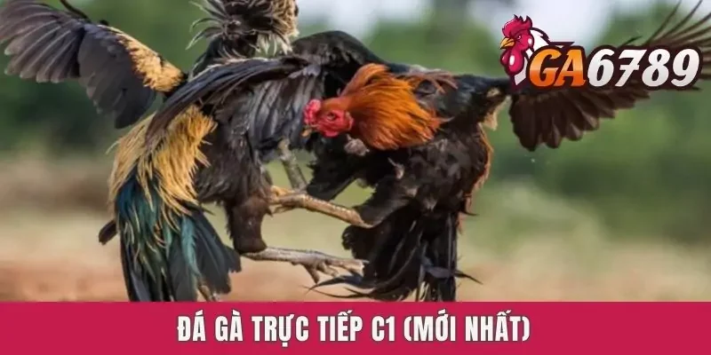 Đá Gà Trực Tiếp C1 - Kiến Thức Cơ Bản Dành Cho Newbie