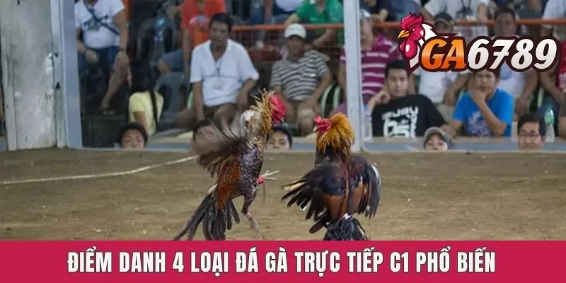 Điểm danh 4 loại đá gà trực tiếp C1 phổ biến