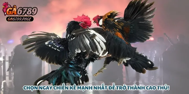 Chọn ngay chiến kê mạnh nhất như anh Lê Văn Tâm để trở thành cao thủ!