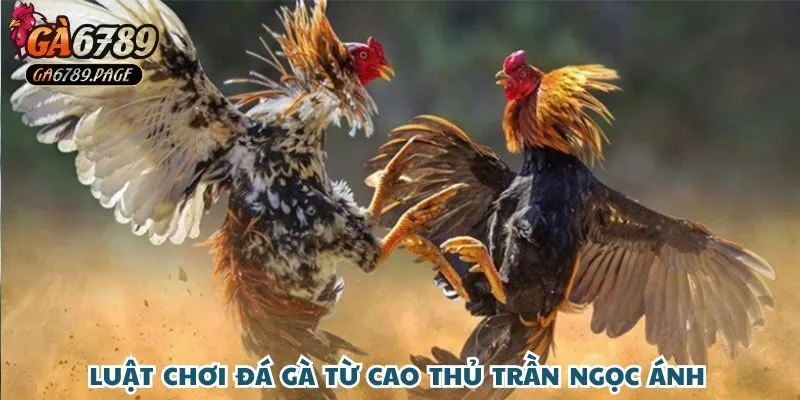 Góc nhìn sắc sảo của chị Ánh về luật chơi đá gà tại Ga6789