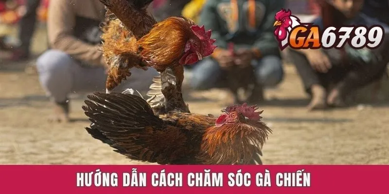 Hướng dẫn cách chăm sóc gà chiến