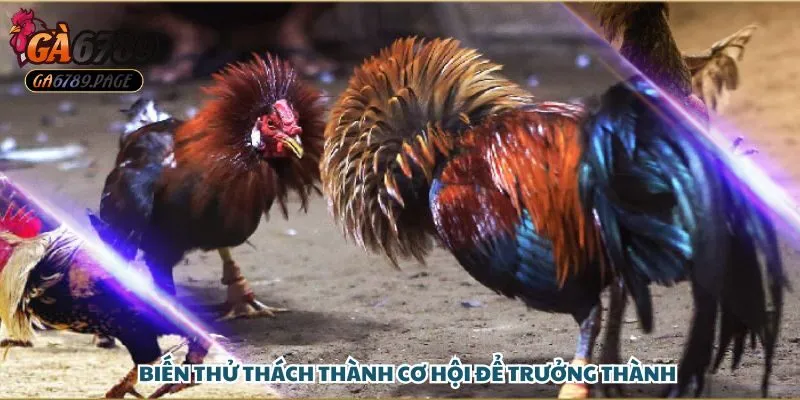 Hãy biến những thách thức thành cơ hội để bạn có thể trưởng thành hơn!