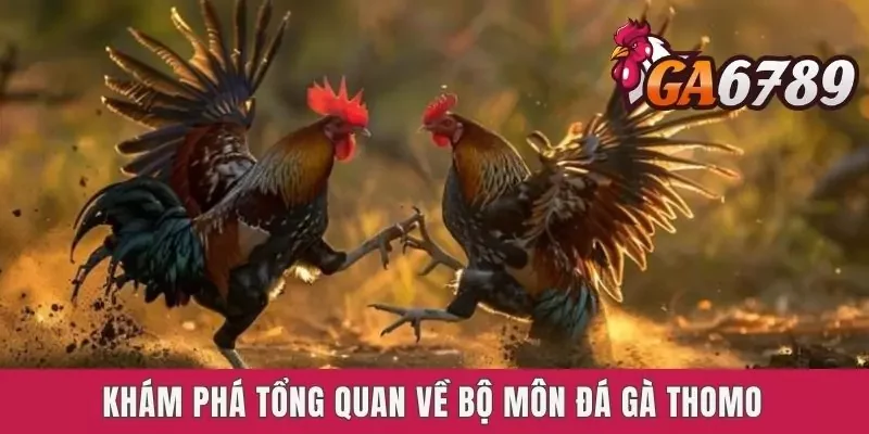 Khám phá tổng quan về bộ môn chọi gà Thomo