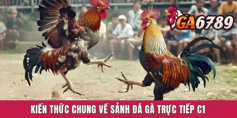 Kiến thức chung về sảnh đá gà C1