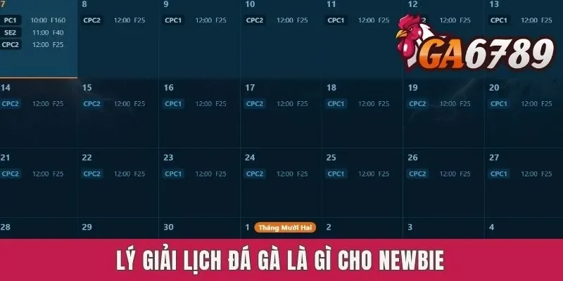 Lý giải lịch đá gà là gì cho newbie