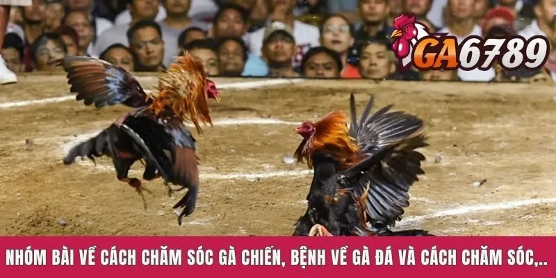 Hướng Dẫn Cách Chăm Sóc Gà Chiến Siêu Hiệu Quả Cho Sư Kê
