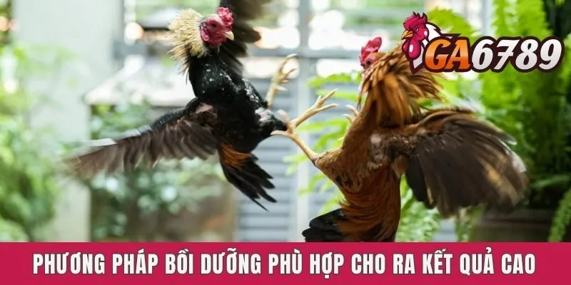 Phương pháp bồi dưỡng phù hợp cho ra kết quả cao