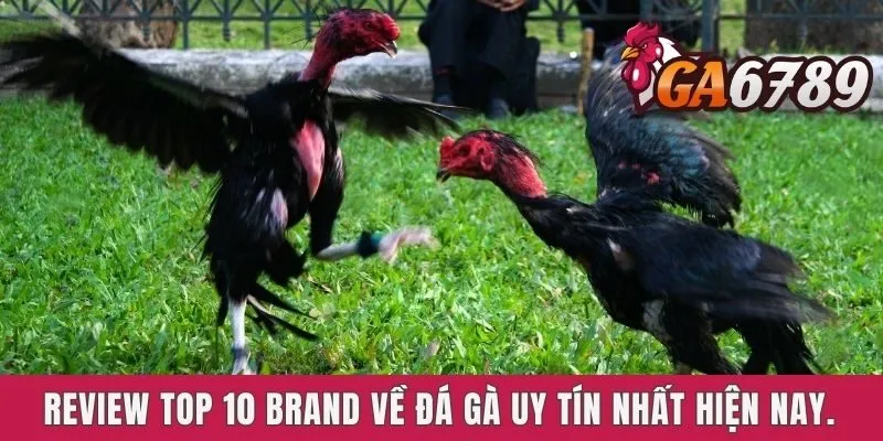 Tổng Hợp Review Top 10 Brand Về Đá Gà Uy Tín Nhất Hiện Nay