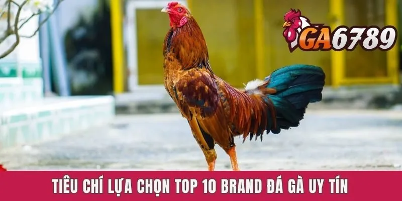 Tiêu chí lựa chọn top 10 brand đá gà uy tín