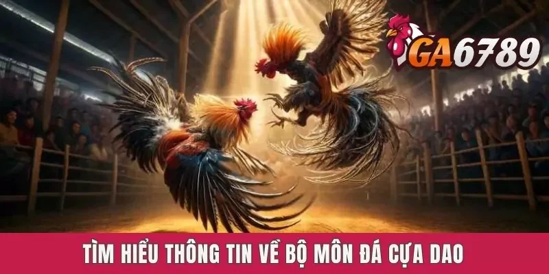 Tìm hiểu thông tin về bộ môn đá cựa dao